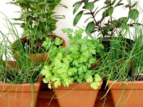 Kr&auml;uer in T&ouml;pfen