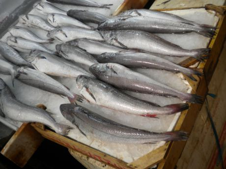 frischer Fisch am Markt