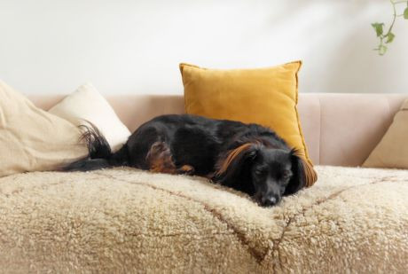 Bild vergrößern Hund auf Sofa