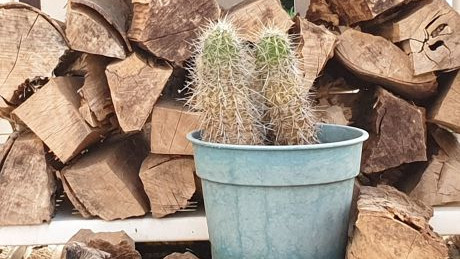 "kompostierbarer" Topf mit Kaktus