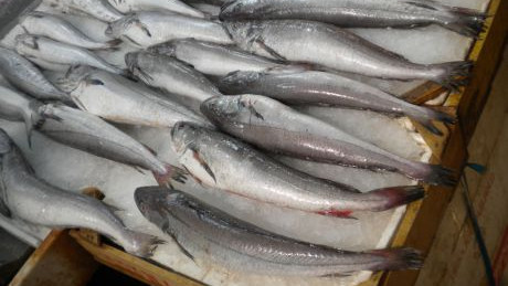 frischer Fisch am Markt