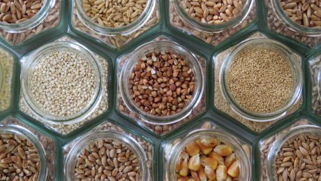 verschiedene Getreidesorten in Gl&auml;sern