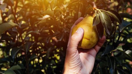 Eine Hand pflückt eine Birne vom Baum.
