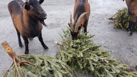 Abgeräumte Christbäume sind ein Festmahl für Ziegen.