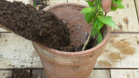 Beste Erde für Jungpflanzen!