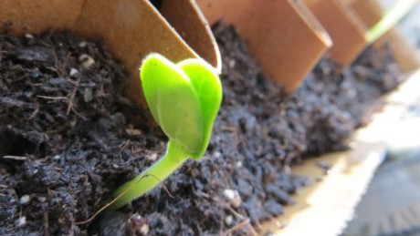 Eierkarton als Anzuchttopf