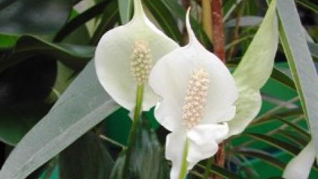 Bl&uuml;hende Spatiphyllum Pflanze