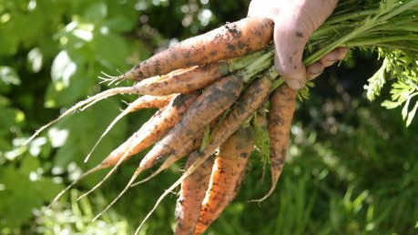 frisch geerntete Karotten in der Hand
