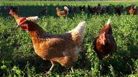 Hendl auf der gr&uuml;nen Wiese