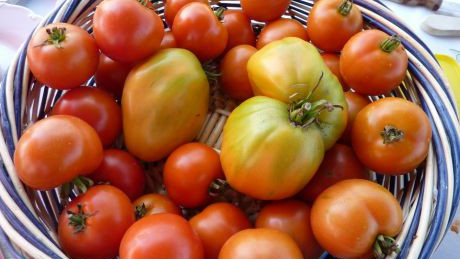 Korb voller frischen Paradeiser