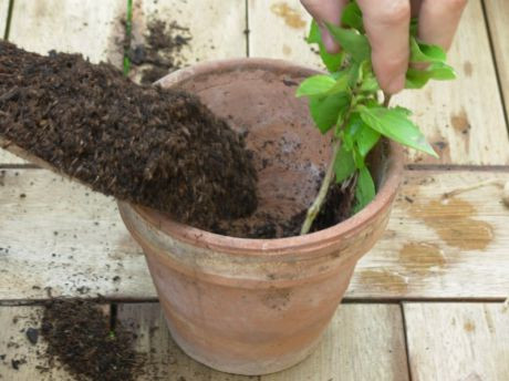 Bild vergrößern Beste Erde für Jungpflanzen!