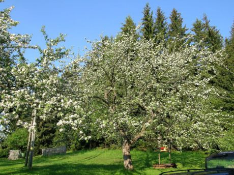 Bild vergrößern blühender Apfelbaum