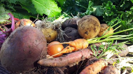 Bild vergrößern frische Ernte vom Feld