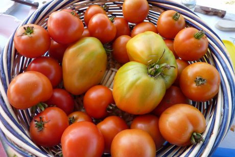 Korb voller frischen Paradeiser